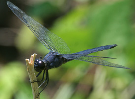 Slaty Skimmer